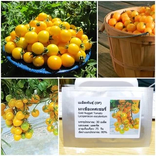 เมล็ดพันธุ์ มะเขือเทศเชอรี่ โกลด์นักเก็ท (Gold Nugget Cherry Tomato Seed) บรรจุ 30 เมล็ด คุณภาพดี ของแท้ 100%