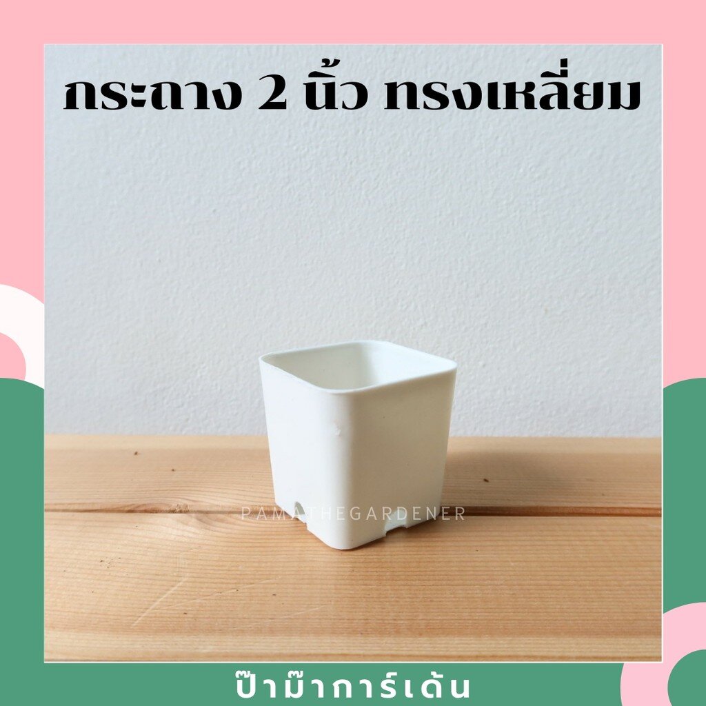 กระถางพลาสติก 2นิ้ว สี่เหลี่ยม พร้อมรูระบายน้ำ