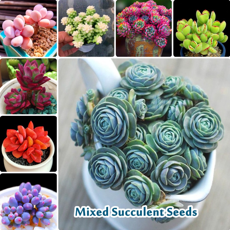 100pcs Mix Rare Succulents Plants Seeds เมล็ดไม้อวบน้ำ พืชอวบน้ำ บอนไซ อุปกรณ์ทำสวน ดอกไม้ปลูก จัดสวน และสวน Plants