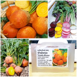 เมล็ดพันธุ์ หัวบีทรูท โกลเด้นดีทรอย (Golden Detroit Beet Seed) บรรจุ 50 เมล็ด คุณภาพดี ราคาถูก ของแท้ 100%