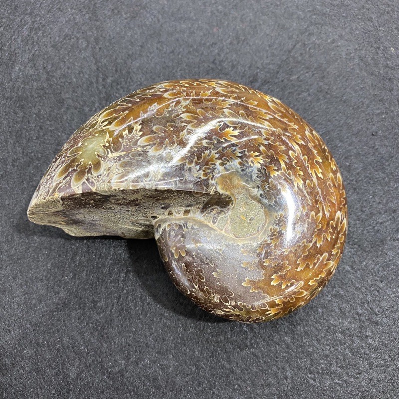 ฟอสซิลหอยแอมโมไนต์ (Ammonite fossil) หินแห่งความสมบูรณ์แบบ ฟอสซิลหอย แก้ปัญหาสุขภาพ ดึงดูดความเจริญร
