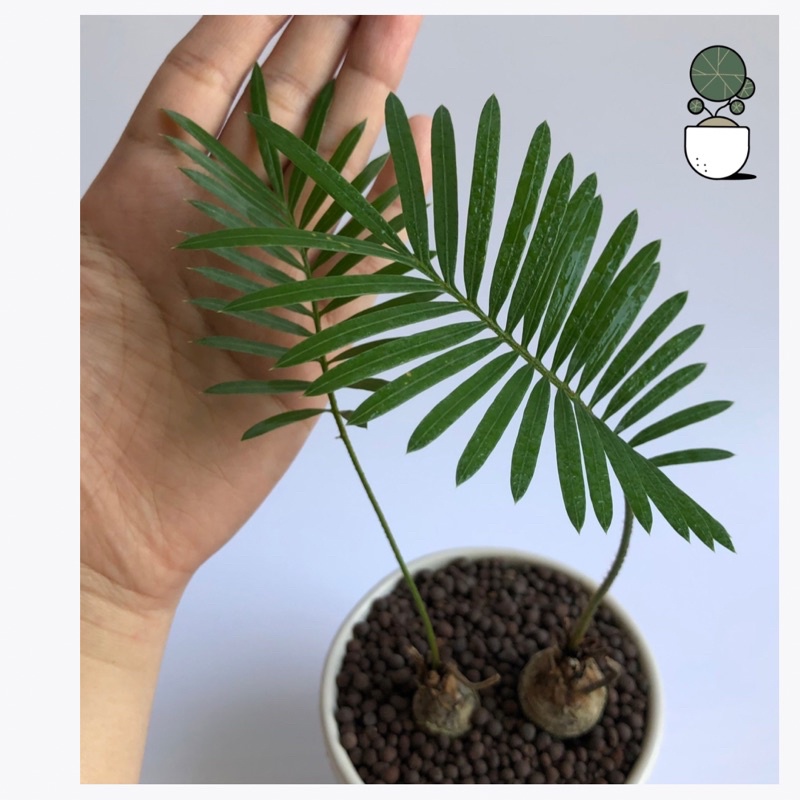 ต้นปรงป่า Cycad ไม้โขดต้นปรง จัดส่งเป็นหัว สำหรับคนรักไม้โขด ตกแต่งสวน แบบมินิมอล  โต๊ะทำงาน ร้านคาเฟ่ ไม้ปรง รูปที่ 4