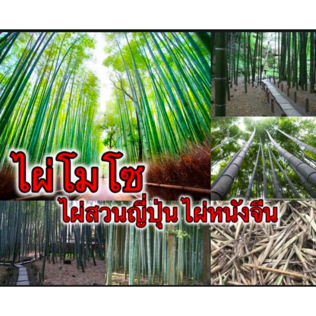 (ขายเมล็ดพันธุ์) ไผ่โมโซ ไผ่หนังจีน ไผ่ญี่ปุ่น moso bamboo ไผ่ ต้นไผ่ เมล็ด พันธุ์