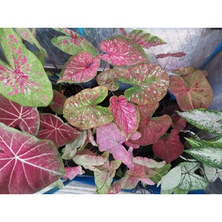 🌲บอนสี ลูกไม้ด่างเทพๆสีหวานๆ อัพเดทล่าสุด🌲