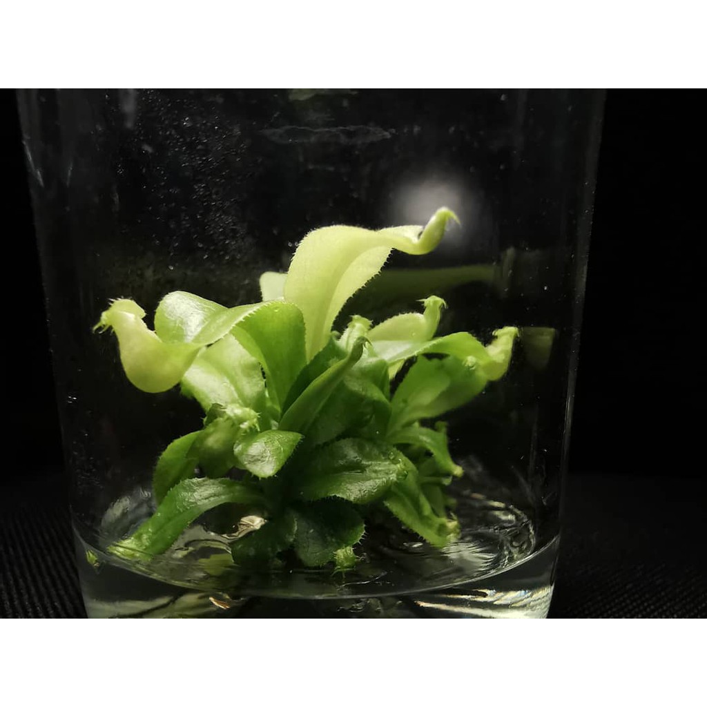 ต้นไม้​กินแมลงหม้อข้าวหม้อแกงลิง ​Nepenthes พืช​กิน​แมลง​ ของ​ขวัญ​ ไม้เนื้อเยื่อ