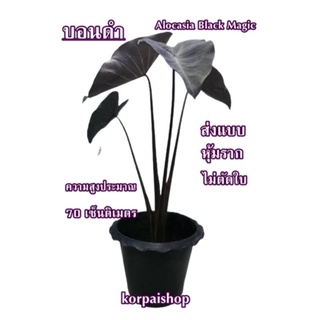 บอนดำ Colocasia Black magic (ขนาด 50 cm.)ต้นไม้ปลูกประดับสวนบอนดำชอบแดด100%ส่งแบบห่อรากไม่ตัดใบ