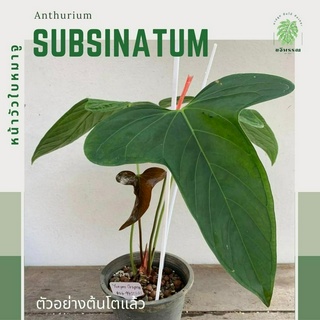 Anthurium Subsinatum หน้าวัวใบหมาจู