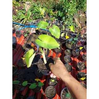 colocasia maui gold กระถาง 4นิ้ว โคโลคาเซียเมาอี โกลด์ muai gold