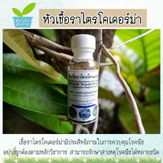 หัวเชื้อไตรโคเดอร์ม่า