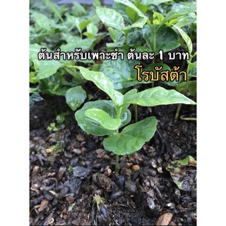 ต้นกาแฟ โรบัสต้า ต้นละ 1 บาท สำหรับเพาะชำ (มัดละ100ต้น) ชำไว้3-4 เดือนพร้อมปลูกลงดิน