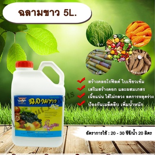 ฉลามขาว 5L. ธาตุอาหารเสริม ฮอร์โมนพืชสร้างคลอโรฟิลด์ ใบเขียวเข้ม เสริมสร้างดอกผสมเกสร เนื้อแน่นไส้ไม่กลวง allaboutplants