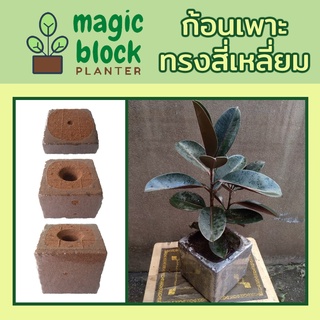 Magicblock ก้อนเพาะปลูกแทนดินแบบทรงเหลี่ยม ขนาด 15*15 cm