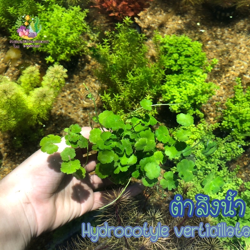 ตำลึงน้ำ(พอส) Hydrocotyle verticillata