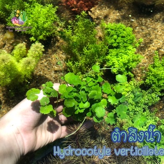 ตำลึงน้ำ(พอส) Hydrocotyle verticillata🌱🐠🌱