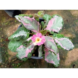 Episcia Picasso Pink ด่าง 3 สี