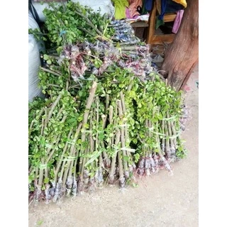 กิ่งพันธุ์มะขามเทศ เพชรโนนไทย