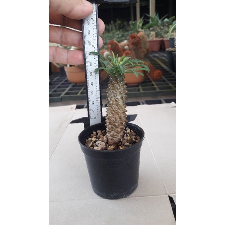 Euphorbia sotetsu kirin