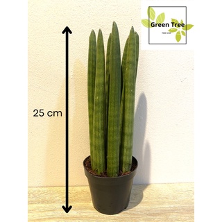 ว่านงาช้างพร้อมกระถาง 3 นิ้ว สูง 25 cm ดูดสารพิษ ฟอกอากาศ