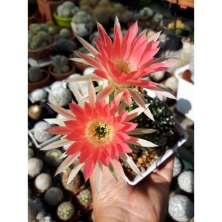 Echinopsis hybrid อิชินอฟลูกผสม ดอกโอวโรส