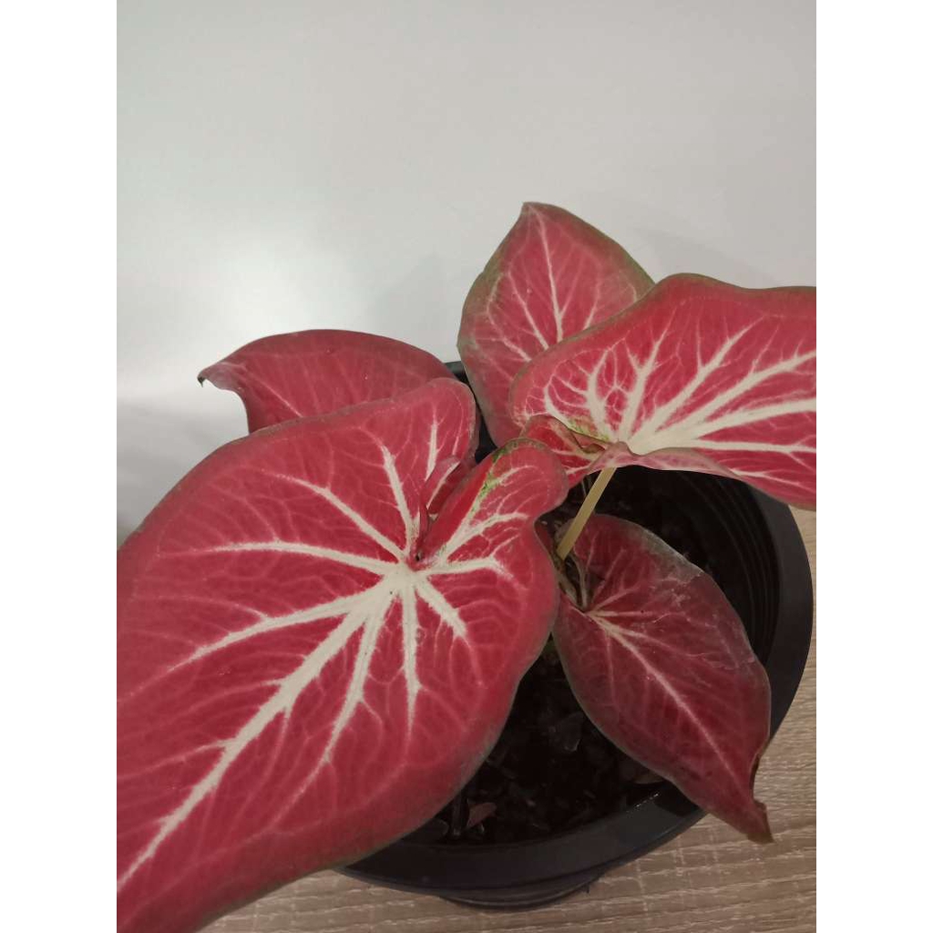 บอนสี caladium บอนสีรวยล้นฟ้า สีสวยมาก ต้นจริงตามรูป ส่งพร้อมกระถางดำ8นิ้ว