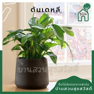 เดหลี ฟอร์มกอ กอใหญ่มาก มาในกระถางพร้อมตั้ง
