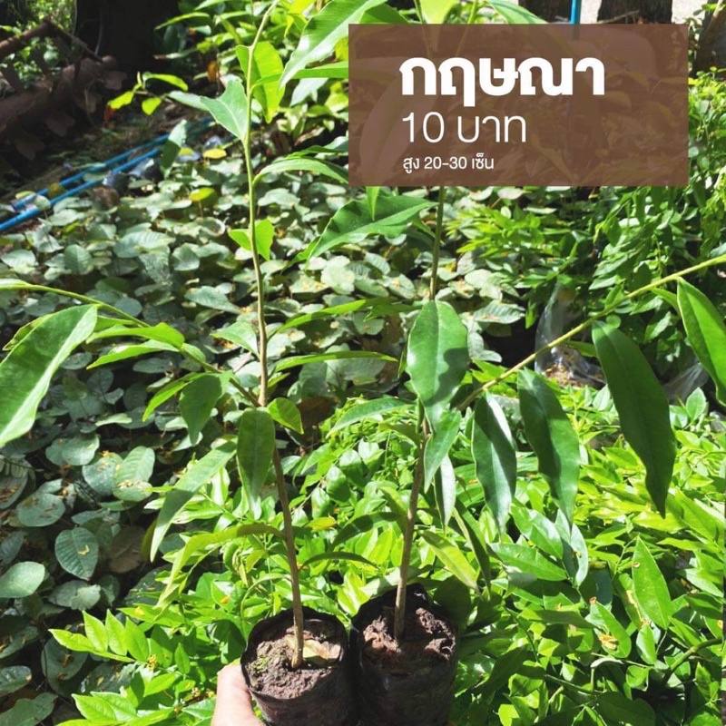 ต้นกฤษณา (จำนวน 5 ต้น) สูง 30-40 เซนติเมตร ถุง 3x7 นิ้ว