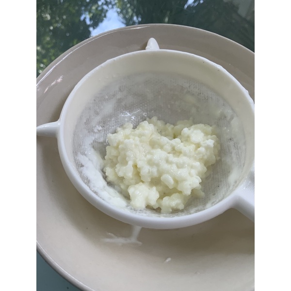 (พร้อมส่ง) คีเฟอร์ kefir grain เกรนคีเฟอร์พรีเมี่ยม 5 สายพันธุ์ บัวหิมะธิเบต (30 กรัม)