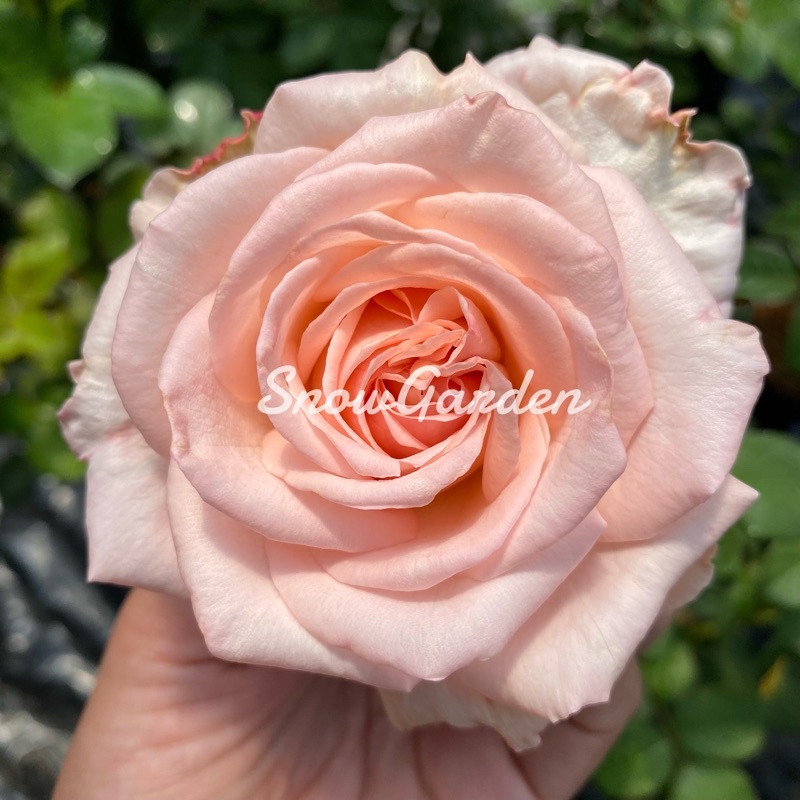 กุหลาบ pink o'hara roses พิงค์โอฮาร่า กุหลาบเจ้าสาว กลิ่นหอมแรง กลีบหนาบานทน ตัดดอก