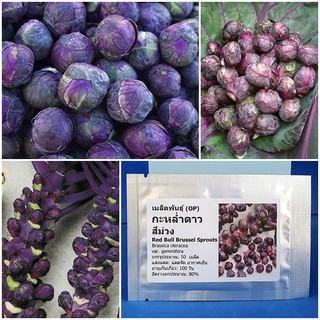 เมล็ดพันธุ์ กะหล่ำดาว สีม่วง (Red Bull Brussel Sprouts Seed) บรรจุ 50 เมล็ด คุณภาพดี ราคาถูก ของแท้ 100%