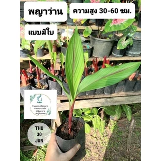 พญาว่าน 🌿ว่านมงคล เสริมสิริมงคลชีวิต
