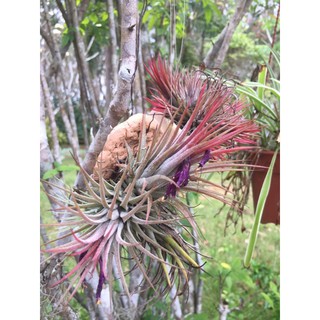 ทิลแลนเซีย Tillandsia