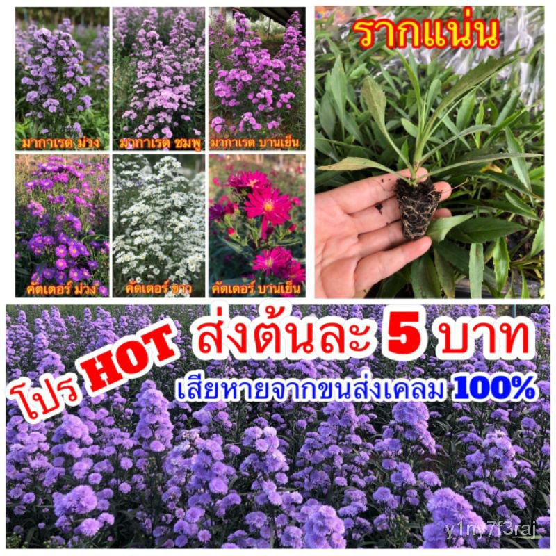 My Image 35