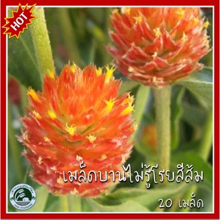 20 เมล็ด บานไม่รู้โรยสีส้ม QIS Orange Gomphrena เมล็ดพันธุ์บานไม่รู้โรย บานไม่รู้โรย