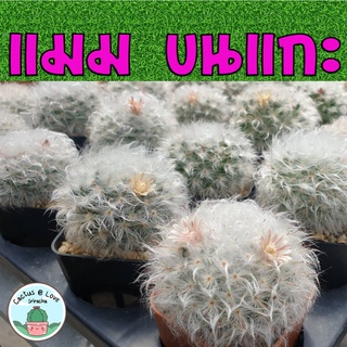 แมมมิลลาเรีย ขนแกะ (เลือกต้นได้) ส่งแบบถอดกระถางนะจ๊ะ Mammillaria bocasana cv. Multilanata กระบองเพชร