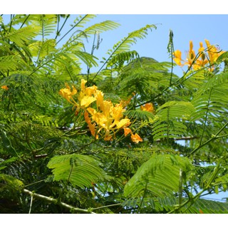 30 เมล็ด เมล็ดพันธุ์ หางนกยูงฝรั่ง สีเหลือง Flame Tree, Flamboyant, Royal Poinciana