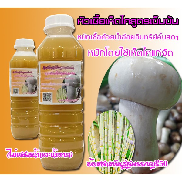 หัวเชื้อเห็ดไคเห็ดป่าเศรษฐกิจ สูตรเข้มข้น1ขวดหมักโดยน้ำอ้อยอินทรีย์ปลอดสารไม่เติมน้ำหรือฮอร์โมนและวัตถุเคมีใดๆ 500cc
