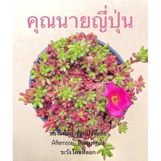 คุณนายญี่ปุ่น/ต้นแพรทับทิม 👉ออกดอกง่าย👈 (ไม้ร่มได้แดดได้) 1ต้นก็ส่งค่ะ