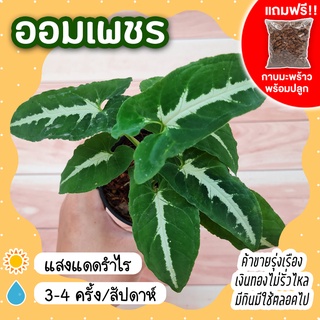 ออมเพชร ต้นออมเพชร กระถาง 3 นิ้ว [แถมกาบมะพร้าวพร้อมปลูก] Syngonium Podophyllum Wendlandii ออมประกายเพชร ต้นไม้นำโชค