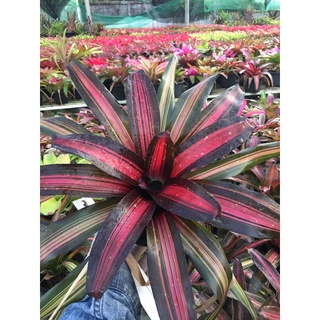 Neo Margaret # นีโอมากาเร็ด#ต้นสับประรดสี#สับปะรดสี##bromeliad# ต้นไม้สวยงาม# ไม้ประดับ# ตกแต่งสวน