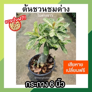 **แถมปุ๋ยฟรี** ต้นชวนชมด่างใบด่างขาว กระถาง 6 นิ้ว Adenium ไม้มงคล ต้นสวยงามมาก เลี้ยงง่าย