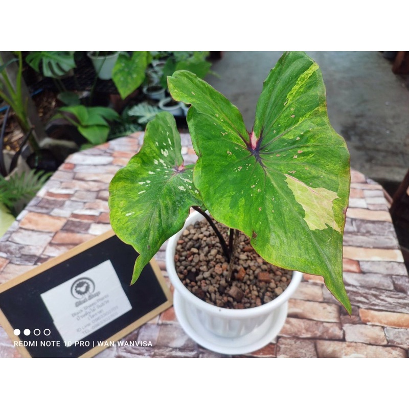 บอนสี เพชรจรัสแสง caladium
