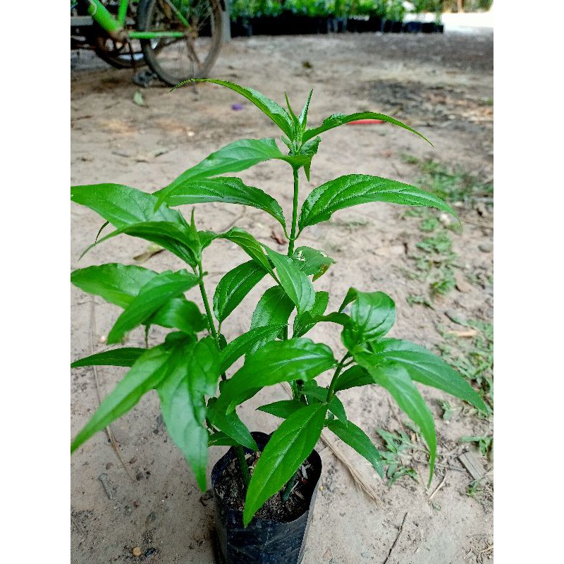 ต้นเสลดพังพอนตัวเมียเป็นสมุนไพรสรรพคุณเยอะแบบชำกิ่ง