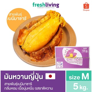 มันหวานญี่ปุ่น เบนิมาซาริ ไซส์ M ยกลัง 5Kg. กลิ่นหอม เนื้อนุ่มหนึบ รสชาติหวาน Shitori