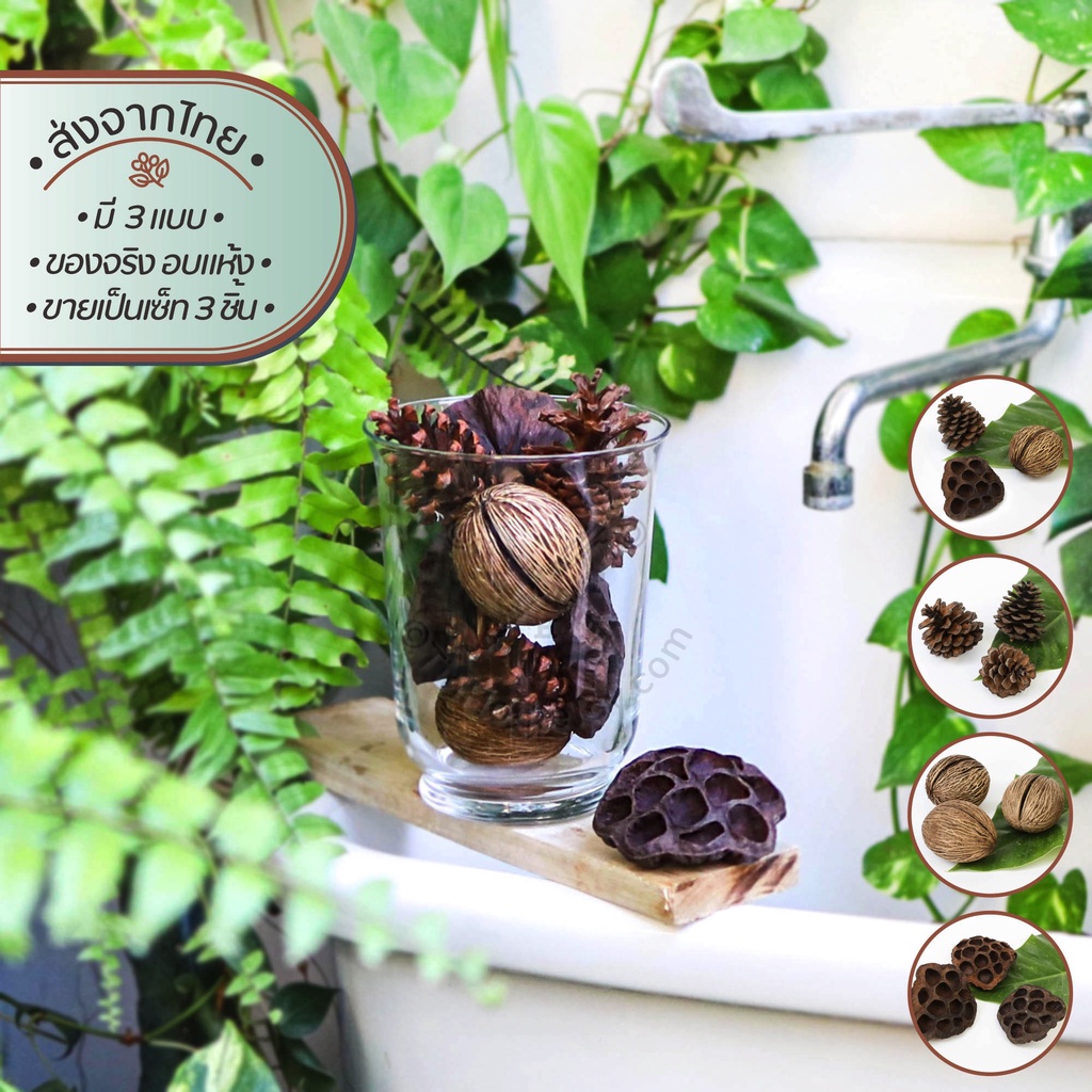 ดรายด์ซีด ลูกไม้อบแห้ง เซ็ท 3 ชิ้น | Dried Seed-Set Of 3 แห้ง ตีนเป็ด พญาสัตบรรณ ลูกไม้ อบแห้ง ลูกตีนเป็ดจริง ตกแต่ง