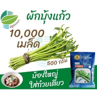 🌈ลด 60.- ใช้โค้ด LF5HZQ / ผักบุ้งแก้ว 10,000 เมล็ด (Chinese​ Convolvulus)​ #ผักบุ้งก๋วยเตี๋ยว #ผักบุ้งเย็นตาโฟ