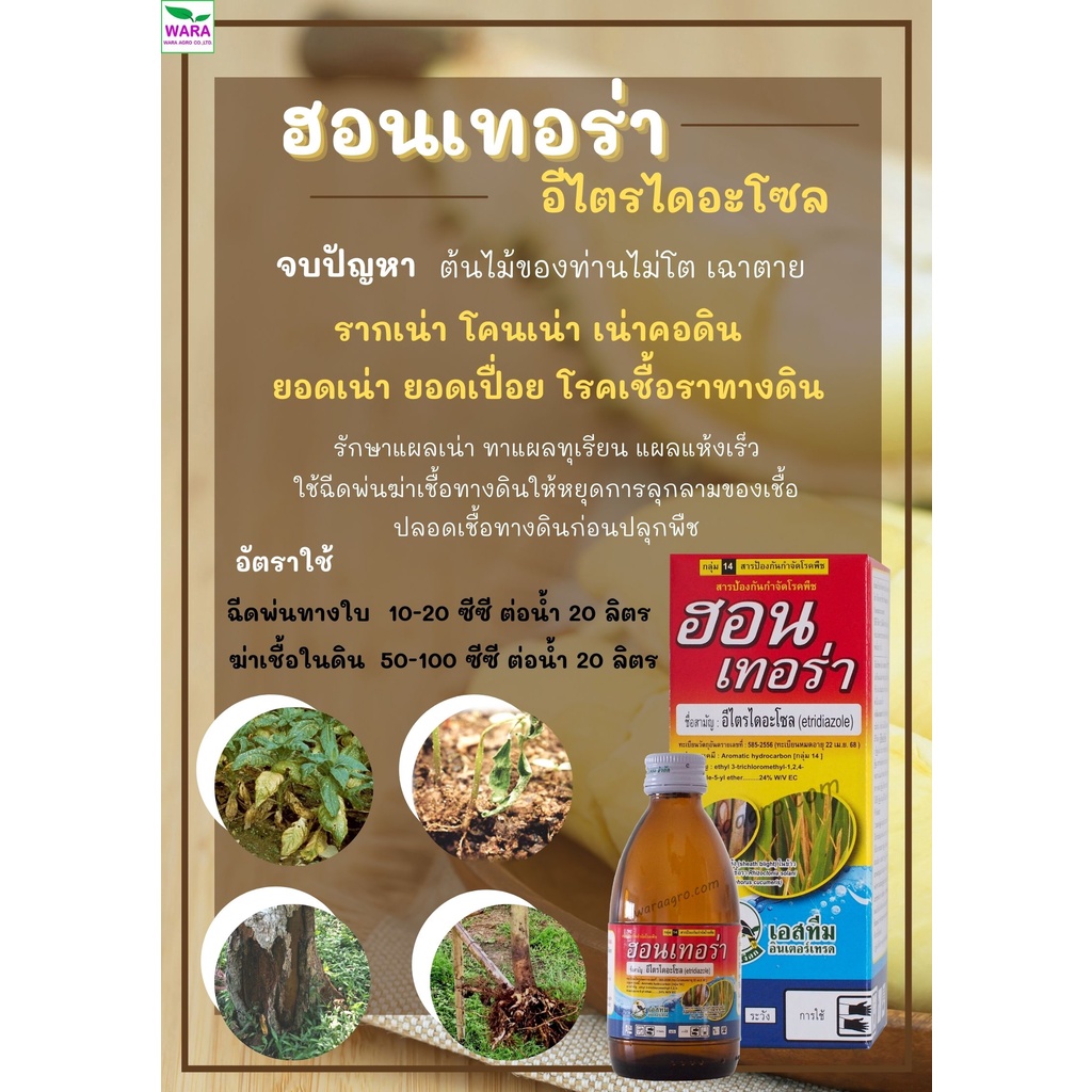 รากเน่าโคนเน่า เน่าคอดิน ยอดเน่า ยอดเปื่อย เชื้อราในดิน จบปัญหา หยุดโรคร้าย อีไตรไดอะโซล24 เข้มข้น ฮอนเทอร่า