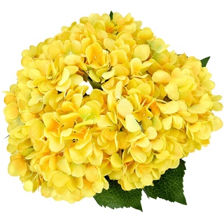 20 เมล็ด เมล็ดไฮเดรนเจีย Hydrangea Seeds สีเหลือง ไฮเดรนเยียสายพันธุ์ฝรั่งเศส