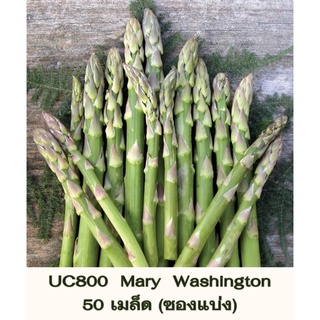 เมล็ด หน่อไม้ฝรั่ง UC800  Mary Washington Asparagus Seed บรรจุ  50 เมล็ด(ซองแบ่ง)