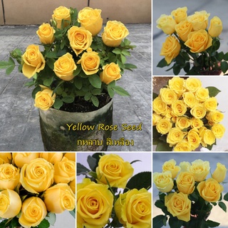 ปลูกง่าย ปลูกได้ทั่วไทย 100 เมล็ด กุหลาบ สีเหลือง Yellow Rose Seed เมล็ดพันธุ์ กุหลาบเลื้อย บอนสีหายาก เมล็ดพันธุ์