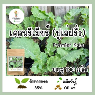 เมล็ดเคลพรีเมียร์ (ปูเล่ฝรั่ง) 100 เมล็ด 🌱 อัตราการงอกสูง